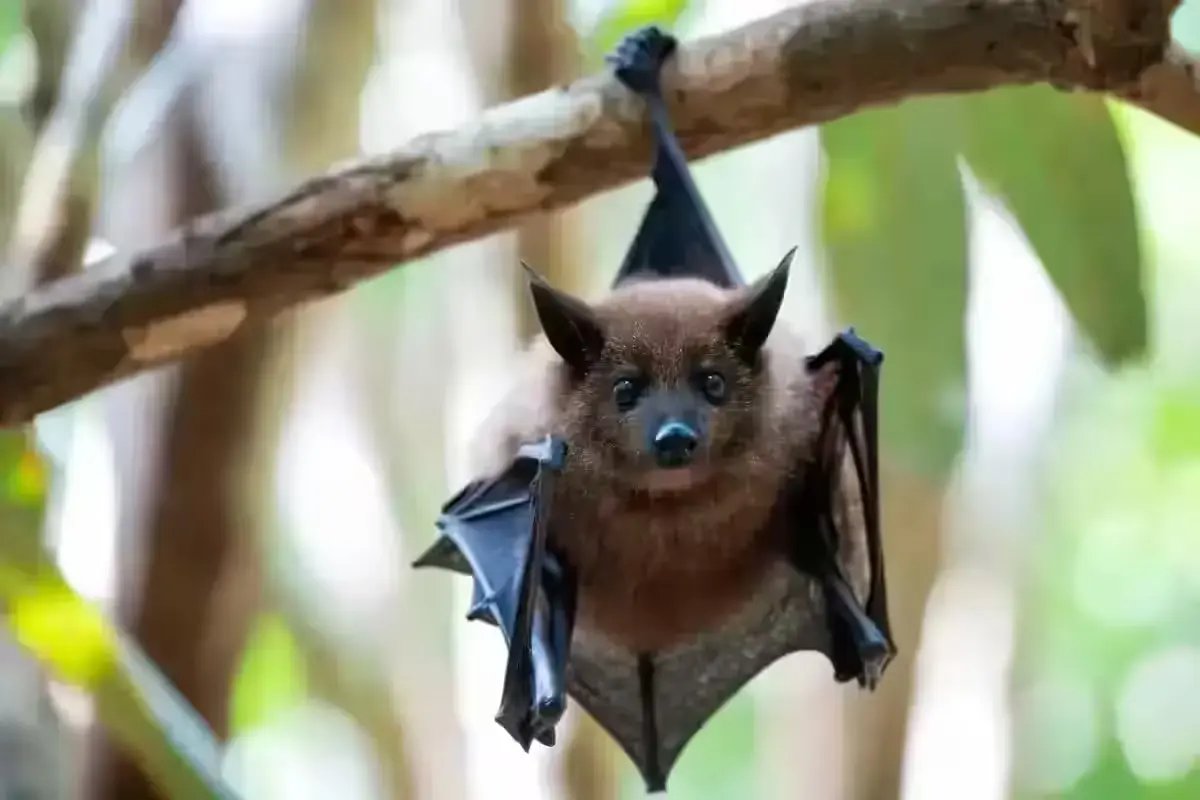Indian Flying Fox fruit bat hanging from a tree branch in a natural habitat