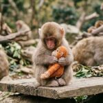 Punch the Monkey: Full Story, Latest Update & Why We All Cried