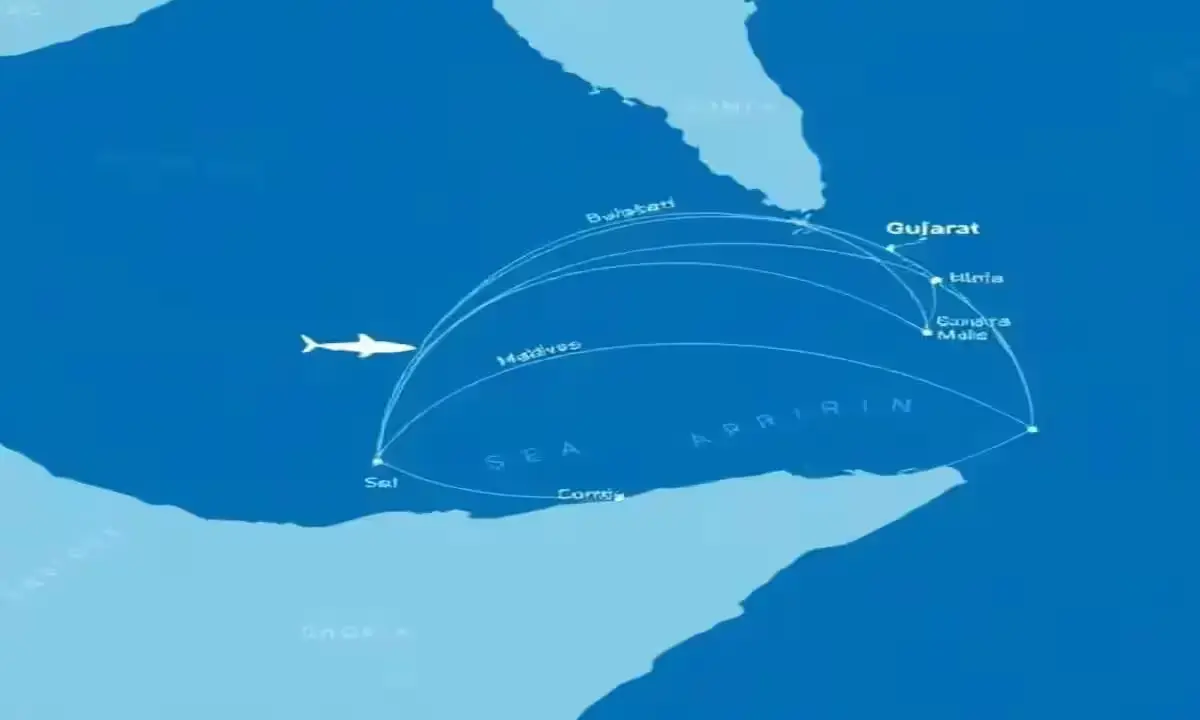 Whale shark satellite tracking map Gujarat to Somalia migration 2026