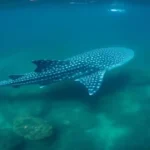 Whale shark swimming near Gujarat coast in Arabian Sea during 2026 conservation revival
